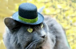 Top Hats for CATS! LÜT #25